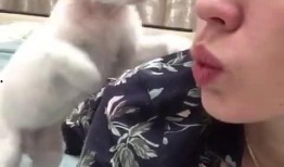 猫猫爆料视频,揭秘视频背后的趣味瞬间