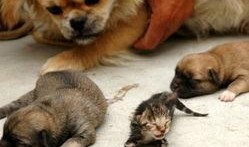 最新台湾狗崽爆料新闻报道,最新独家新闻揭秘